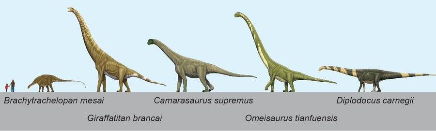 How Sauropod Dinosaurs Became the Biggest Land Animals Again and Again | Scientific American